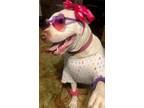 Adopt GOOD GOLLY MISS MOLLY a Pit Bull Terrier, Boxer
