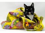 Adopt Sahara a Domestic Short Hair