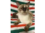 Adopt Sue a Snowshoe, Siamese