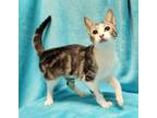 Adopt Mimosa #marble-swirls a Tabby, Domestic Short Hair