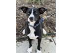 Adopt Mia a Rat Terrier, Border Collie