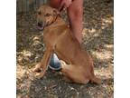 Adopt Cookie P43797 a Black Mouth Cur, Greyhound