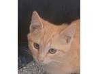 Adopt Thelma (adopt with Louise) a Tabby, Domestic Short Hair
