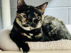 Adopt Livie a Domestic Short Hair