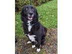 Adopt Legacy a Border Collie