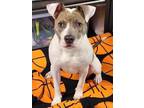 Adopt Ripley a American Staffordshire Terrier