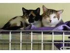 Adopt Ms. Callie & Lauren a Calico, Tabby