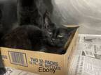 Adopt Ebony a Domestic Short Hair