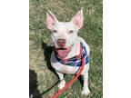 Adopt Brytney a White - with Brown or Chocolate Pit Bull Terrier dog in Ola