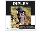 Adopt Ripley a Black - with White Labrador Retriever / Shepherd (Unknown Type)