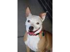 Adopt Sushi a Pit Bull Terrier