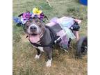 Adopt Cleopatra a Gray/Silver/Salt & Pepper - with Black Pit Bull Terrier /