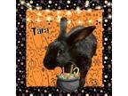 Adopt Tara a Bunny Rabbit