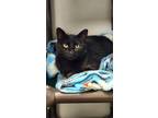 Adopt Luna (Mom) a All Black Domestic Shorthair cat in mishawaka, IN (37340092)