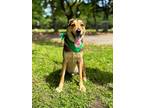 Adopt Oscar a German Shepherd Dog / Mixed dog in Mobile, AL (37428951)