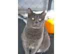 Adopt Tenna a Domestic Short Hair, Russian Blue