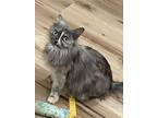 Adopt Penny a Persian, Domestic Long Hair