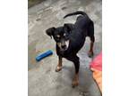 Adopt Melody a Manchester Terrier