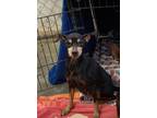 Adopt Mabel a Manchester Terrier