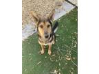 Adopt Roxanne a German Shepherd Dog