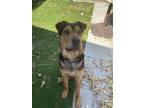 Adopt Melanie a German Shepherd Dog, Shar-Pei