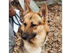 Adopt Benny JuM a Black German Shepherd Dog / Mixed dog in Cincinnati