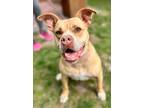 Adopt Dia a Tan/Yellow/Fawn Mixed Breed (Large) / Boxer / Mixed dog in Voorhees