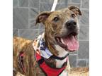 Adopt Tonks a Brindle Boxer / Mixed dog in Savannah, GA (37351141)