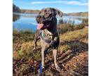 Adopt Daisy a Brindle Cane Corso / Mixed dog in Spartanburg, SC (26098135)