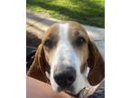 Adopt Lucia a Treeing Walker Coonhound