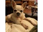 Adopt Prada (In Senior Hospice Care) a White - with Tan, Yellow or Fawn
