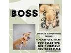 Adopt Boss a Tan/Yellow/Fawn American Staffordshire Terrier / Mixed dog in
