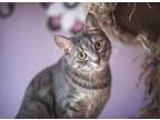 Adopt Maverick a Gray, Blue or Silver Tabby Domestic Shorthair (short coat) cat