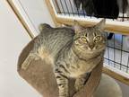 Adopt Toby a Tiger Striped Domestic Shorthair (short coat) cat in Lizella