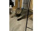 Adopt Dottie a Gray, Blue or Silver Tabby Domestic Shorthair (medium coat) cat