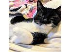 Adopt Colby (bonded to Willie) a Domestic Shorthair cat in New York