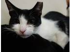 Adopt Willie (bonded Colby) a Domestic Shorthair cat in New York, NY (37415566)