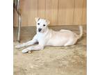 Adopt Lucky a Tan/Yellow/Fawn Labrador Retriever dog in Fairmount, GA (37287389)
