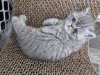 Persian Shorthair Male Dark Blue Kitten Sale