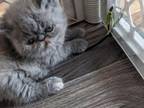 Exotic Shorthair Male Dark Blue Kitten Sale