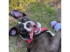 Adopt Rocky a Gray/Silver/Salt & Pepper - with White Labrador Retriever / Hound