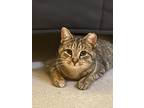 Adopt Piper a Brown Tabby Domestic Shorthair (short coat) cat in Richmond
