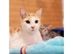 Adopt Twinkle a Calico or Dilute Calico Calico (short coat) cat in Philadelphia