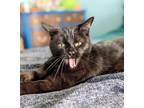 Adopt Cherry a All Black Domestic Shorthair (short coat) cat in Philadelphia