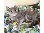 Adopt Jade a Gray, Blue or Silver Tabby Domestic Shorthair (short coat) cat in