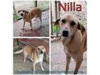 Adopt Nilla a Tan/Yellow/Fawn Mixed Breed (Medium) / Mixed dog in Boaz