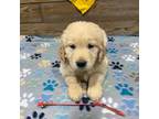 Golden Retriever Puppy for sale in Norwood, MO, USA
