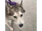 Adopt Dakota Jade a Gray/Silver/Salt & Pepper - with Black Husky / Mixed dog in