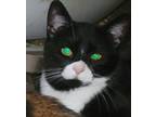 Adopt MISSY a Domestic Shorthair (short coat) cat in Calimesa, CA (37145172)