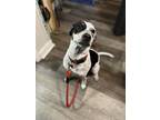Adopt Pixie Lou a Black - with White Mixed Breed (Medium) / Mixed dog in